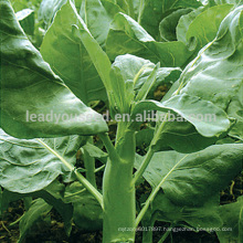 KL02 Cutiao yellow flower green chinese broccoli seeds kailan seeds